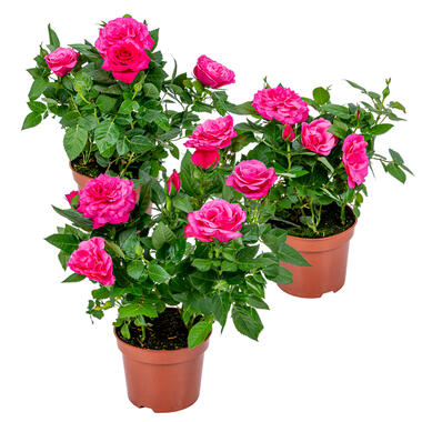 3x Potroos Roze - Rosa – Terras- & kamerplant – ⌀12cm – ↕20-30cm product