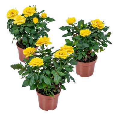 3x Potroos Geel - Rosa – Terras- & kamerplant – ⌀12cm – ↕20-30cm product