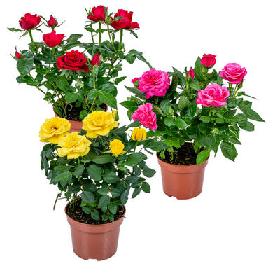 3x Potroos Mix – Rosa – Terras- & kamerplant – ⌀12cm – ↕20-30cm product