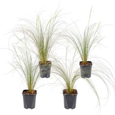 Stipa Tenuifolia 'Ponytails' - Vedergras 4x Pot 13 cm - Hoogte 30 cm product