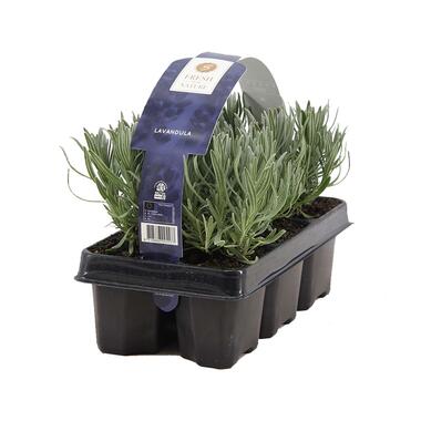 Lavendel sixpack - Pot 9 cm - Hoogte 20 cm product