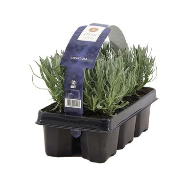 Lavendel 2 sixpacks - Pot 9 cm - Hoogte 20 cm product