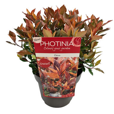 Glansmispel - Photinia fraseri 'Chico' - Pot 13 cm - Hoogte 30 cm product