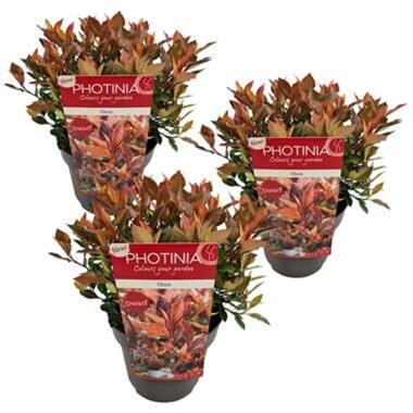 Glansmispel 3x - Photinia fraseri 'Chico' - Pot 13 cm - Hoogte 30 cm product