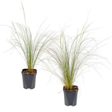 Stipa Tenuifolia 'Ponytails' - Vedergras 2x Pot 13 cm - Hoogte 30 cm product