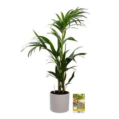 Pokon Kentia Palm incl. watermeter en voeding - in Mica Era Pot Wit product