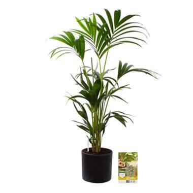 Pokon Kentia Palm incl. watermeter en voeding - in Mica Era Pot Donker product