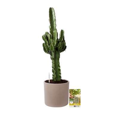 Pokon Euphorbia incl. watermeter en voeding - in Mica Era Lichtgrijs product