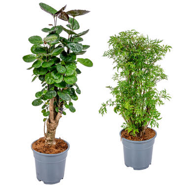 2x Polyscias Mix - Sterke tropische kamerplant ⌀17 cm - ↕60 cm product