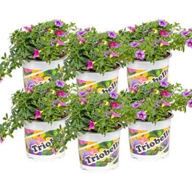 6x Calibrachoa mix - Kleinbloemige Petunia- ⌀10.5 cm - ↕10-15 cm product