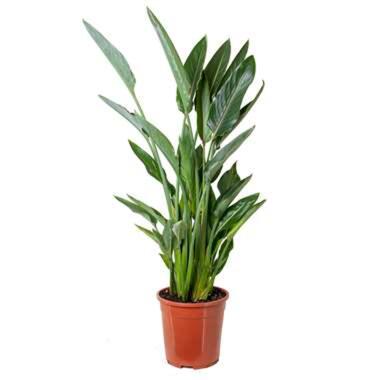Strelitzia Reginae - Paradijsvogelplant - ⌀24 cm - ↕80-90 cm product