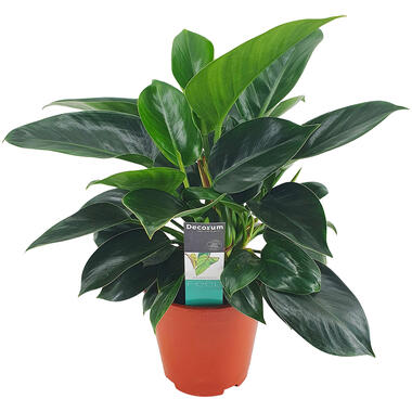 Philodendron Congo Apple - P19H80 product