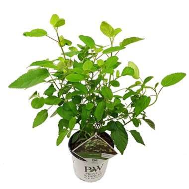 Hortensia Hydrangea arbo. Lime Rickey - pot 19 cm -Hoogte 30-35 cm product