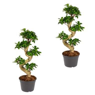 2x Ficus microcarpa 'Ginseng' S-vorm – Bonsai – ⌀22 cm - ↕60-70 cm product