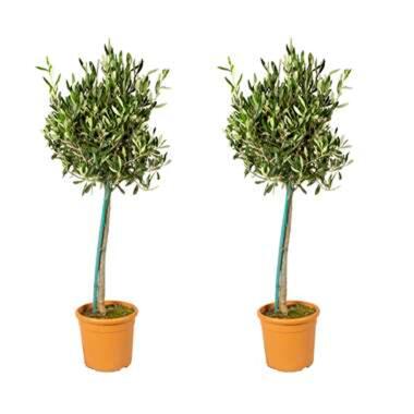2x Olea Europaea incl. PlantGrow - Olijfboom op stam-⌀19 cm -↕80-90 cm product