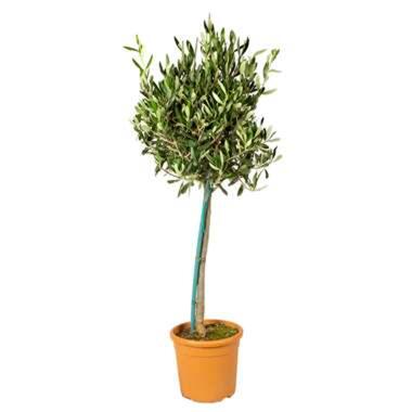 Olijfboom op stam - Met Pokon - Pot 19 cm - Hoogte 80-100 cm product