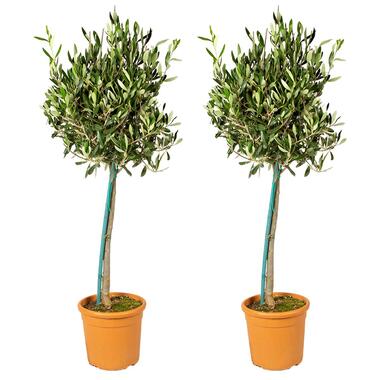 Olijfboom op stam - Olea Europaea 2x - Pot 19 cm - Hoogte 80-100 cm product