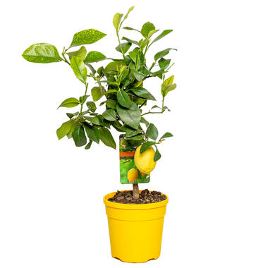 Citrus limon - Citroenboom - ⌀19 cm - ↕60-70 cm product