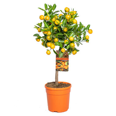 Citrus mitis &apos;Calamondin&apos;- Mandarijnboom - ⌀19 cm - ↕55-65 cm product