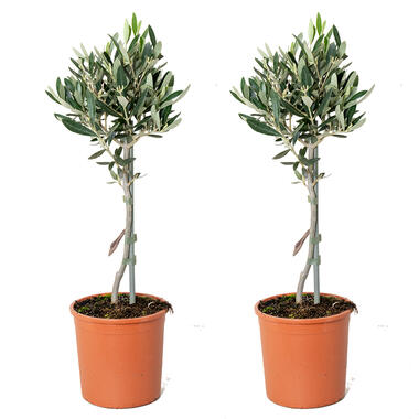 2x Olea europaea - Olijfboom op stam - ⌀14 cm - ↕40-50 cm product