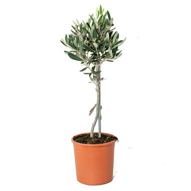Olea Europaea - Olijfboom op stam - ⌀14 cm - ↕40-50 cm product