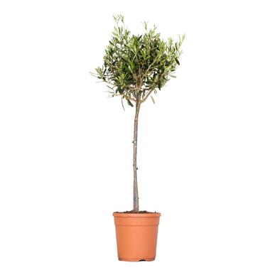 Olea europaea - Olijfboom op stam - ⌀21 cm - ↕95-110 cm product