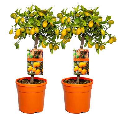 Sinaasappelboom per 2 stuks -Buitenplant in Pot 19 cm - Hoogte50-60 cm product