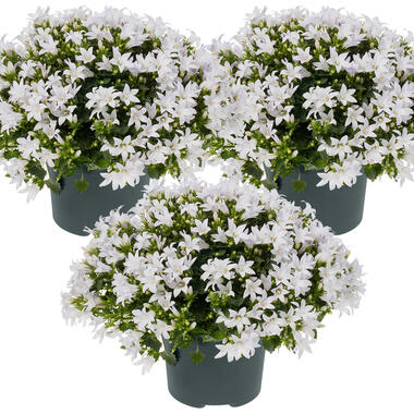 3x Campanula 'Ambella White' - Klokjesbloem -⌀10,5 cm - ↕10-15 cm product