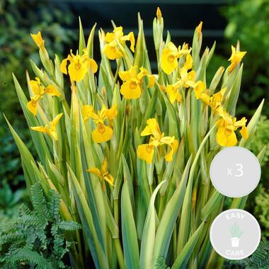 3x Iris 'Pseudacorus' – Gele Lis – Zone 2-3 – ⌀9cm - ↕20-30cm product