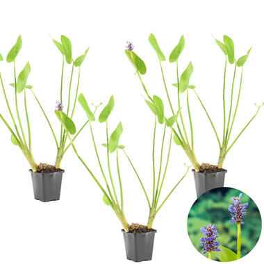 Snoekkruid - Pontederia 'Cordata' 3x - Vijverplant ⌀9 cm - ↕15 cm product