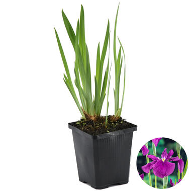 Iris - Kaempferi - ⌀9 - ↕20-30 product