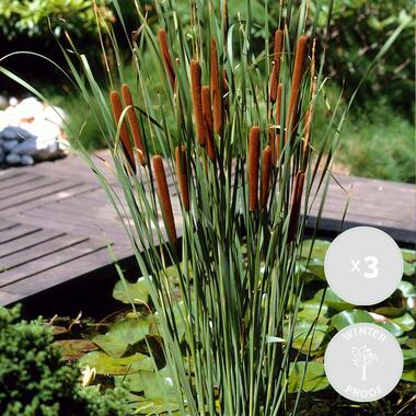 3x Typha latifolia - Grote lisdodde - ⌀9 cm - ↕15-25 cm product