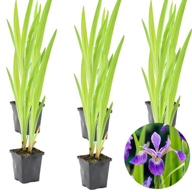 6x Iris 'Versicolor' – Wilde Iris – ⌀9 cm - ↕20-30 cm product