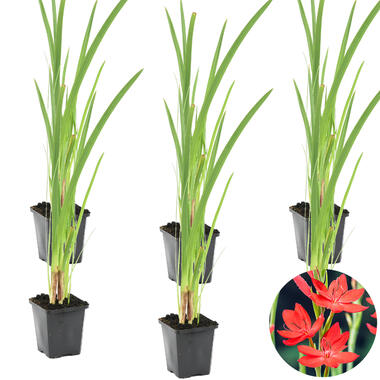 6x Rode Kafferlelie - Schizostylis 'Coccinea' - Vijverplant ⌀9 cm product