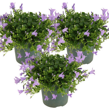 3x Campanula 'Ambella Lavender'- Klokjesbloem - ⌀10,5 cm - ↕15-20 cm product