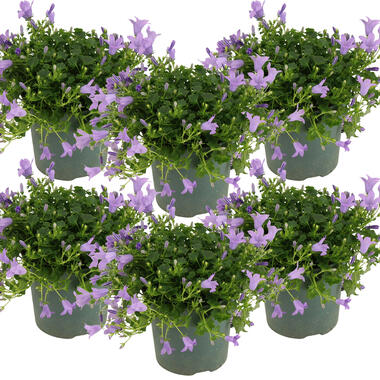 6x Campanula 'Ambella Lavender'- Klokjesbloem - ⌀10,5 cm - ↕15-20 cm product