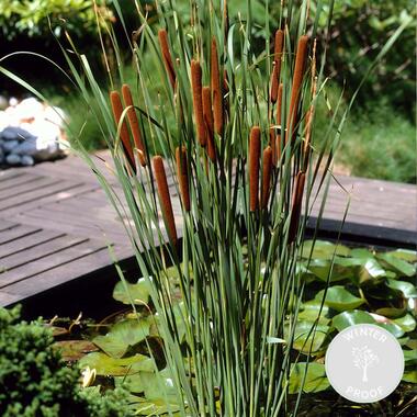 Typha latifolia - Grote lisdodde - ⌀9 cm - ↕15-25 cm product