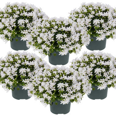 6x Campanula 'Ambella White' - Klokjesbloem -⌀10,5 cm - ↕10-15 cm product