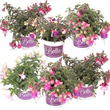 6x Fuchsia Bella Mix - Bellenplant Hangend - ⌀10.5 cm - ↕15-20 cm product