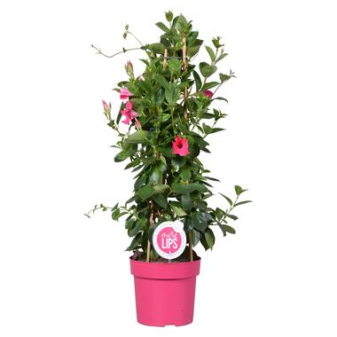 Mandevilla Sundaville roze - Chileense Jasmijn - ⌀19 cm - ↕65-75 cm product