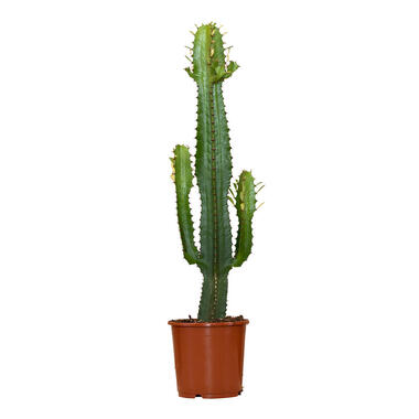 Cactus Euphorbia Eritrea - in kwekerspot 17 cm -Hoogte 50-60 cm product