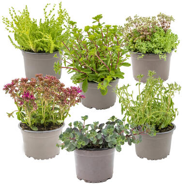 Vaste planten mix 6x - buitenplant - potmaat14 cm - hoogte 10-15 cm product