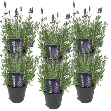 6x Lavandula angustifolia 'Ardèche' - Lavendel - ⌀12 cm - ↕20-25 cm product