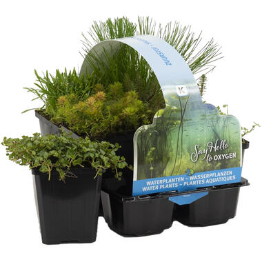 Zuurstof waterplanten in sixpack - potmaat 9 cm - hoogte 10-20 cm product