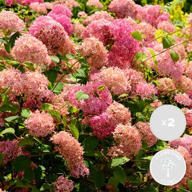 2x Hydrangea 'Pink Annabelle' - Hortensia -⌀19 cm - ↕40-50 cm product