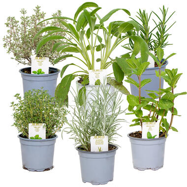 6x Biologische Tuinkruiden Mix - Tuinplanten mix – ⌀9 cm - ↕10-15 cm product