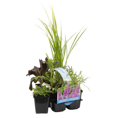 6x Geurende Vijverplanten Mix – Zone 2 & 3 – ⌀9 cm - ↕15-25 cm product