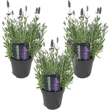 3x Lavandula angustifolia 'Ardèche' - Lavendel - ⌀12 cm - ↕20-25 cm product