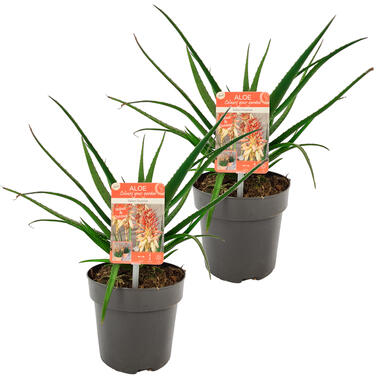 Aloë 'Safari Sunrise' - Tuin Aloe per 2 stuks - Buitenplant ⌀13 cm - ↕15-20 cm product
