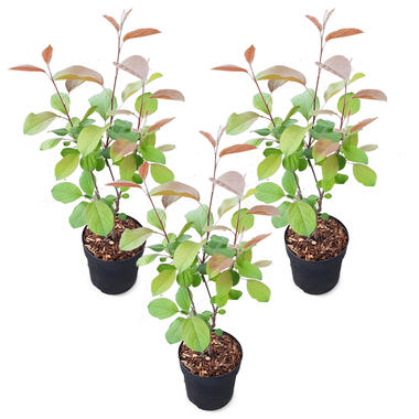 Dwergappelboom - Malus 'Appletini' per 3 stuks - Buitenplant ⌀13 cm - ↕15-20 cm product